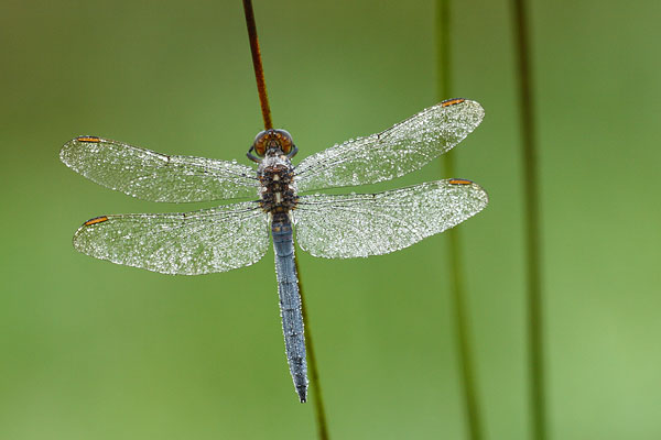 Beekoeverlibel - Orthetrum coerulescens