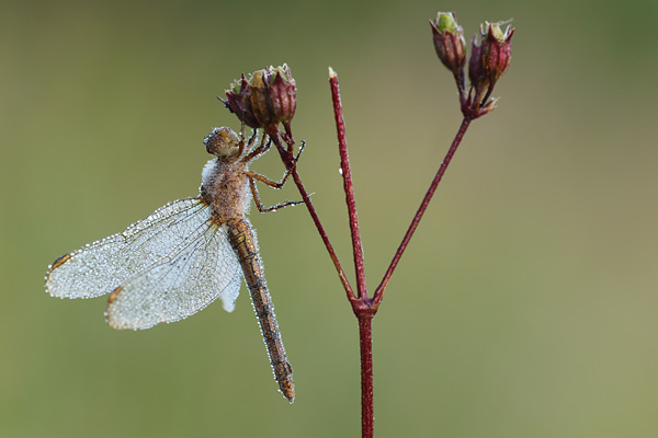 Beekoeverlibel - Orthetrum coerulescens