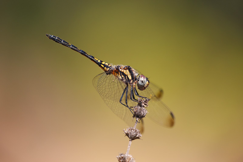 Blauwe zonnewijzer - Trithemis festiva