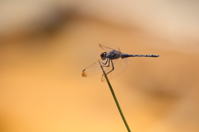 Blauwe zonnewijzer - Trithemis festiva