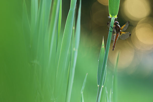 Bruine korenbout – Libellula fulva