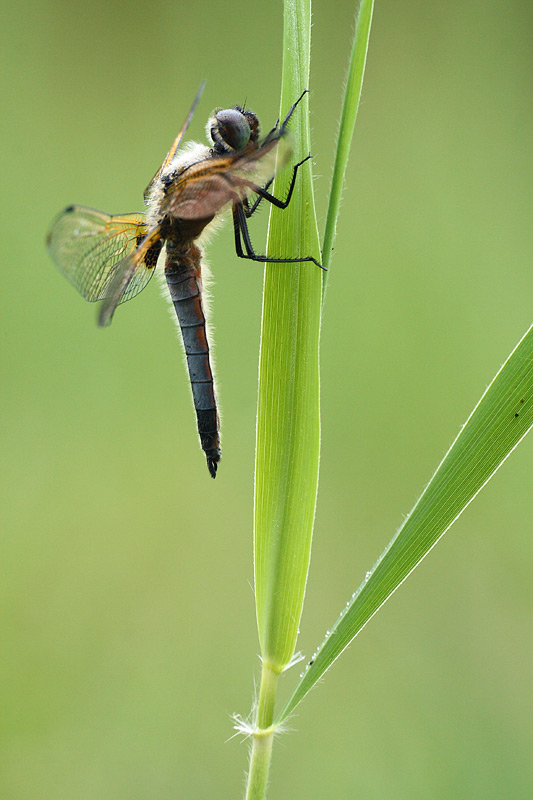 Bruine korenbout - Libellula fulva