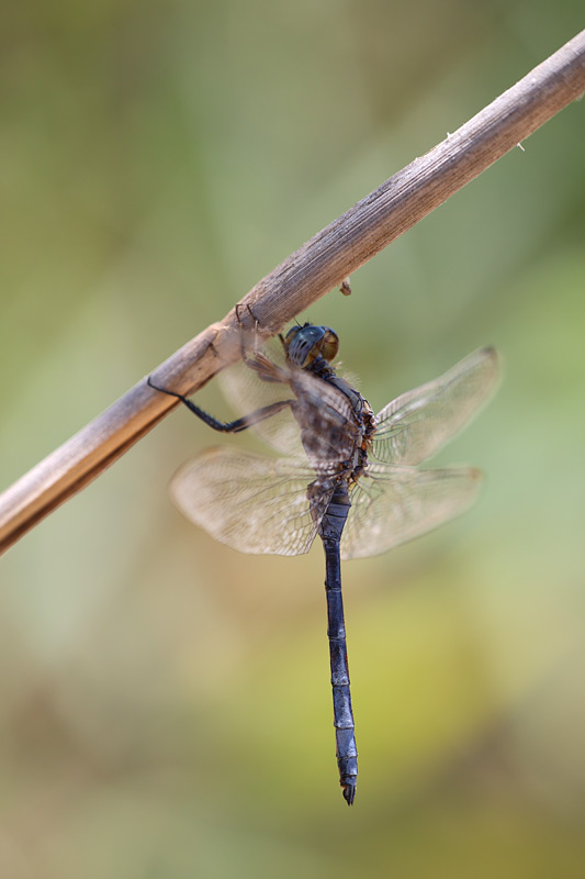 Epauletoeverlibel - Orthetrum chrysostigma