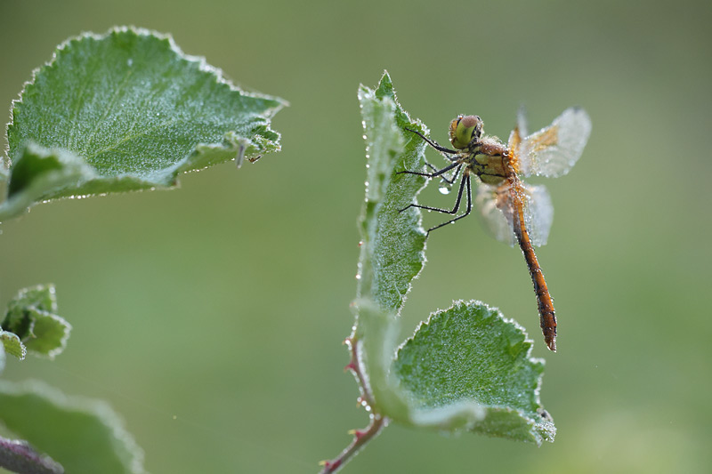 Geelvlek heidelibel - Sympetrum flaveolum