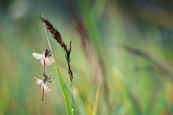 Kempense heidelibel - Sympetrum depressiusculum