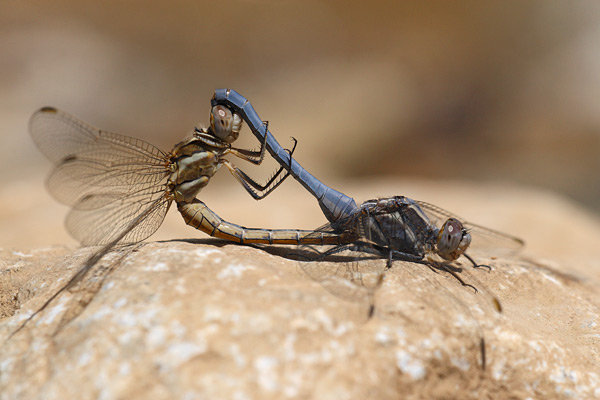 Kleine oeverlibel - Orthetrum taeniolatum