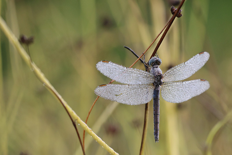 Kleine oeverlibel - Orthetrum taeniolatum