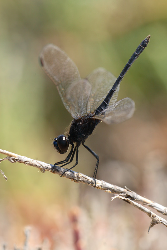 Moriaantje - Diplacodes lefebvrii