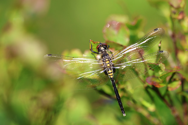 Oostelijke witsnuitlibel - Leucorrhinia albifrons