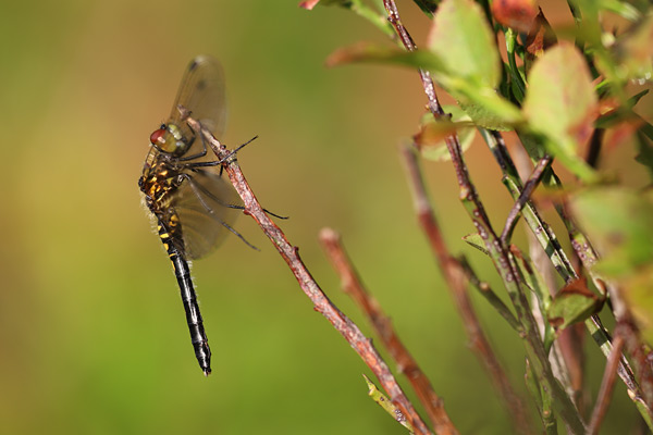 Oostelijke witsnuitlibel - Leucorrhinia albifrons