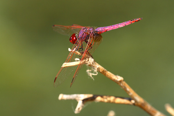 Purperlibel - Trithemis annulata