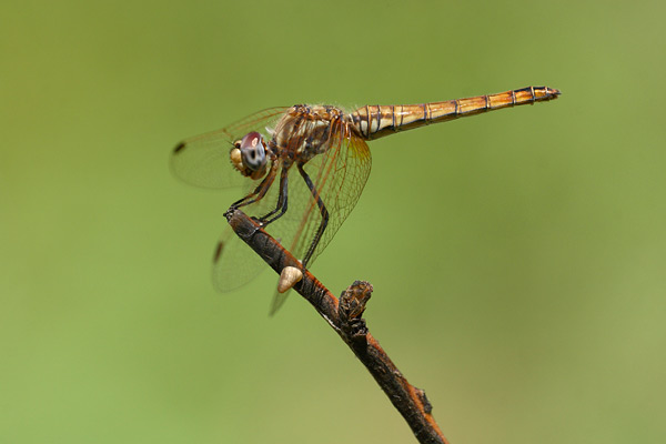 Purperlibel - Trithemis annulata