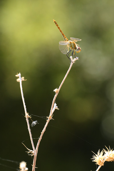 Purperlibel - Trithemis annulata