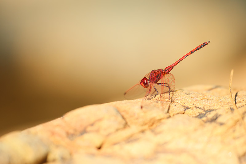 Rode zonnewijzer - Trithemis arteriosa