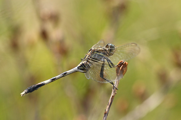 Slanke oeverlibel - Orthetrum sabina