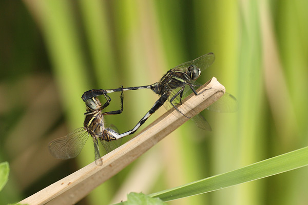 Slanke oeverlibel - Orthetrum sabina