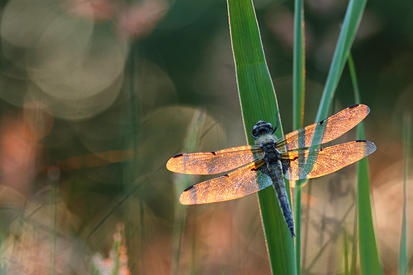 Viervlek - Libellula quadrimaculata