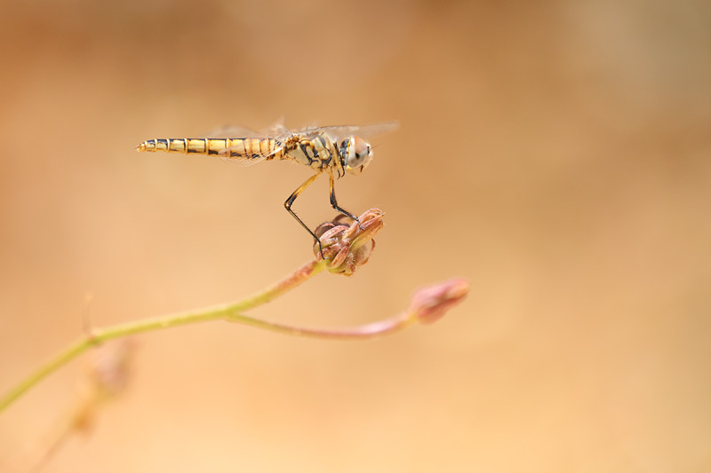 Windvaantje - Selysiothemis nigra