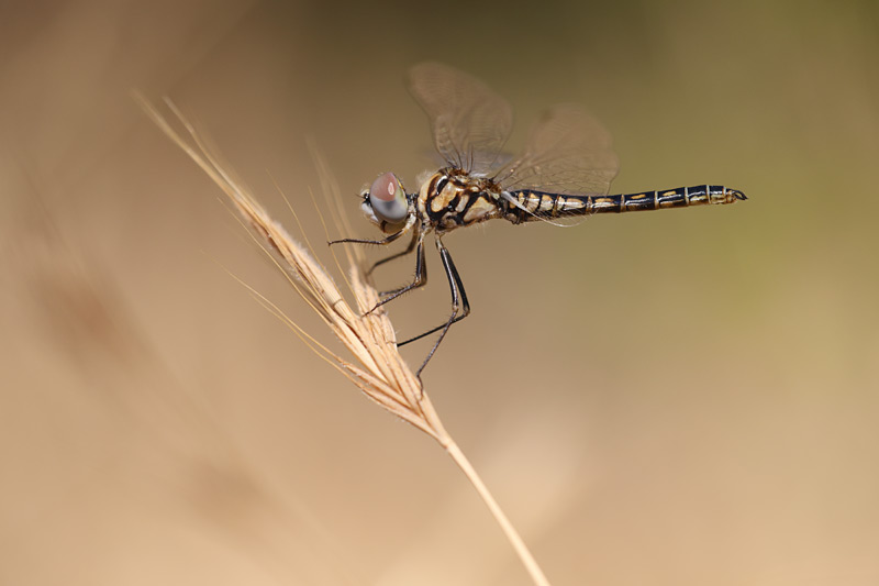Windvaantje - Selysiothemis nigra