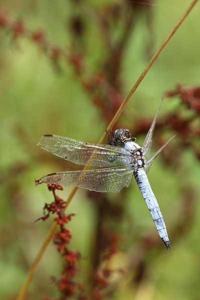 Zuidelijke oeverlibel - Orthetrum brunneum