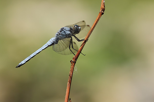 Zuidelijke oeverlibel - Orthetrum brunneum