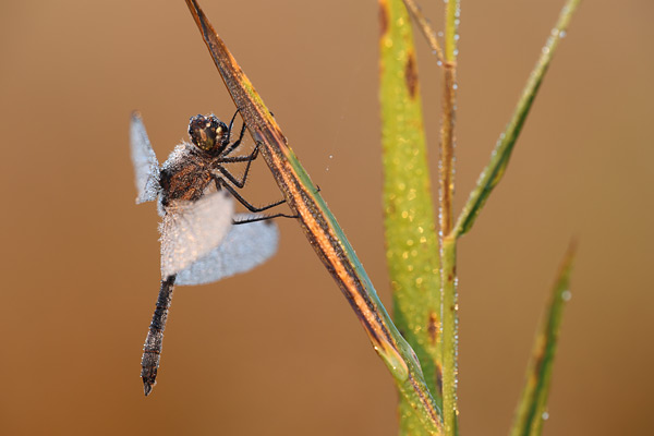 Zwarte heidelibel - Sympetrum danae