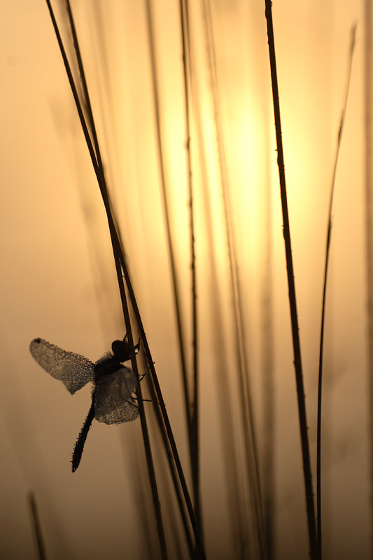 Zwarte heidelibel - Sympetrum danae