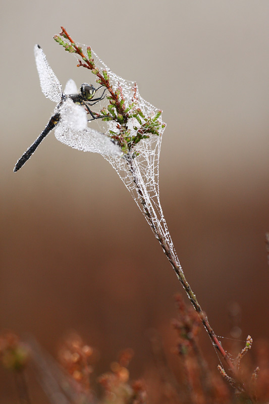 Zwarte heidelibel - Sympetrum danae