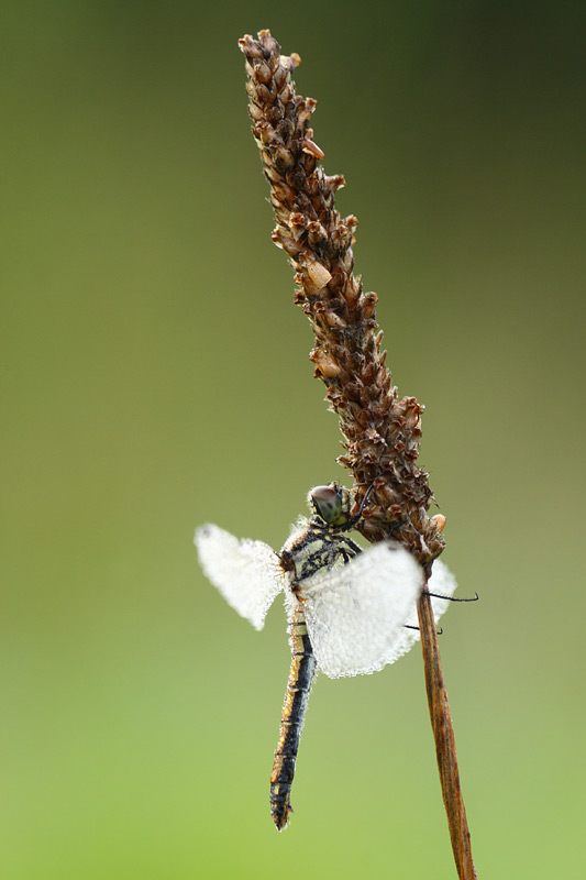 Zwarte heidelibel - Sympetrum danae