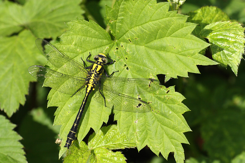Beekrombout - Gomphus vulgatissimus