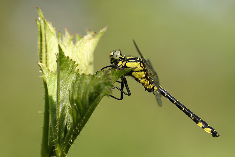 Beekrombout - Gomphus vulgatissimus