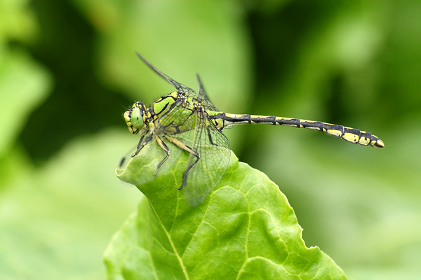 Gaffellibel - Ophiogomphus cecilia