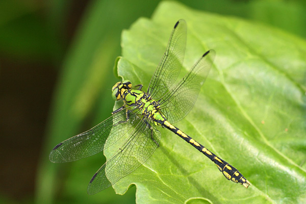 Gaffellibel - Ophiogomphus cecilia