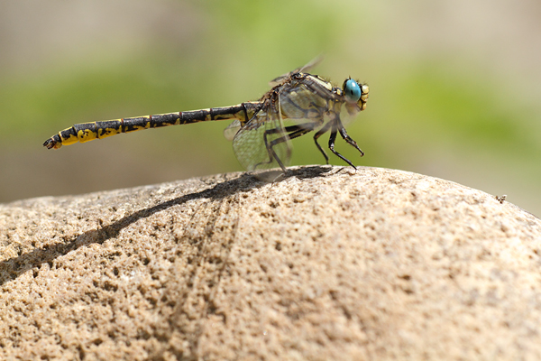 Gevorkte rombout - Gomphus graslinii