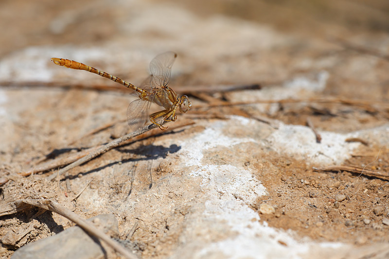 Moorse tanglibel - Onychogomphus costae