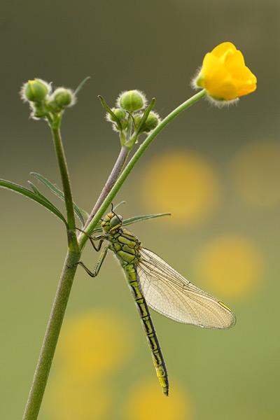 Plasrombout - Gomphus pulchellus