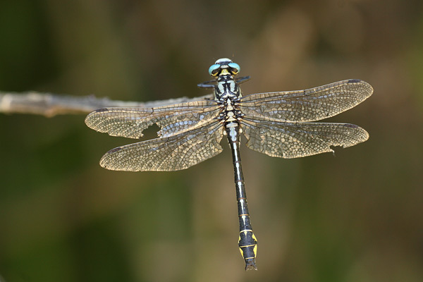 Turkse rombout - Gomphus schneideri