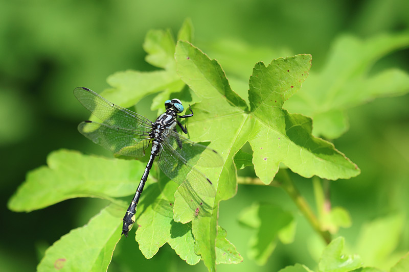 Turkse rombout - Gomphus schneideri