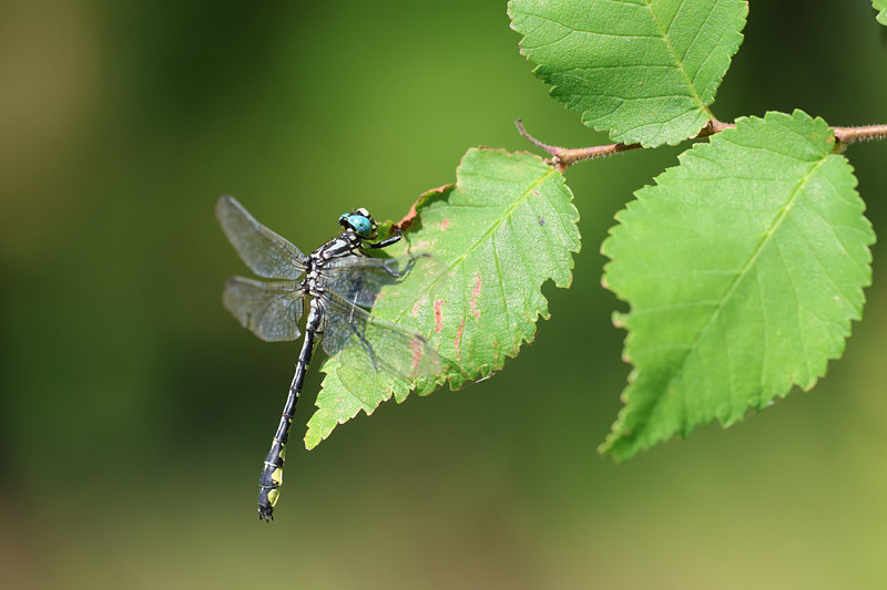 Turkse rombout - Gomphus schneideri