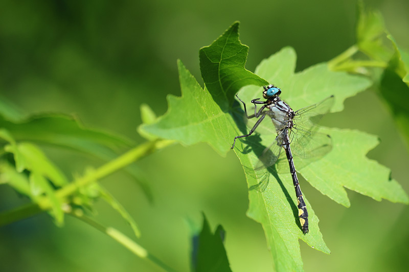Turkse rombout - Gomphus schneideri