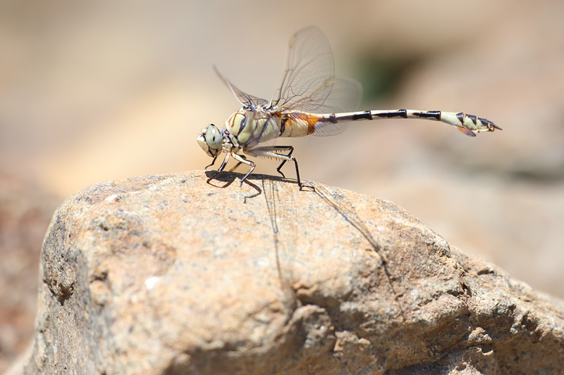 Vaandeldrager - Lindenia tetraphylla