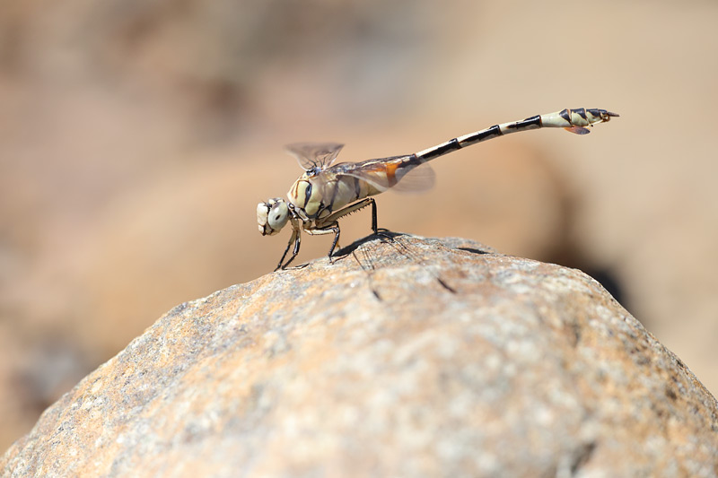 Vaandeldrager - Lindenia tetraphylla