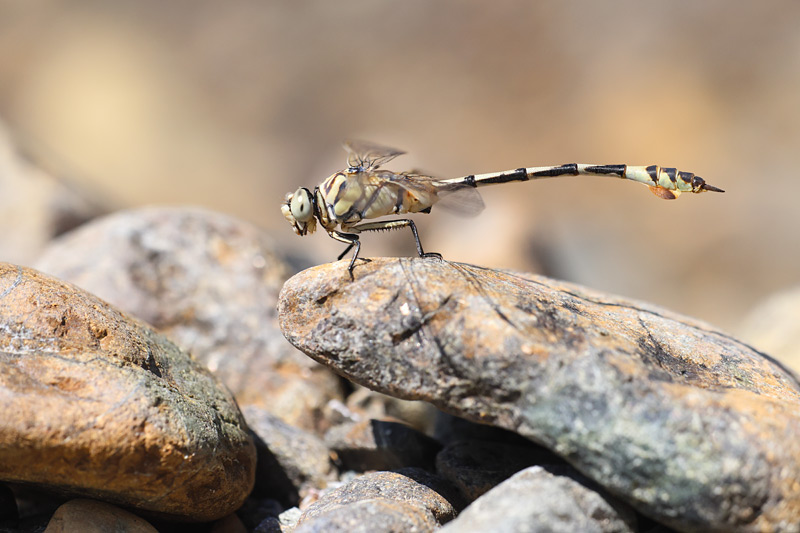 Vaandeldrager - Lindenia tetraphylla
