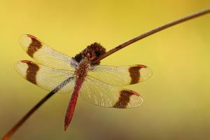 Bandheidelibel - Sympetrum pedemontanum