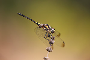 Blauwe zonnewijzer - Trithemis festiva