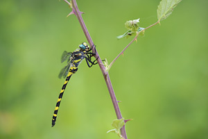Blauwoogbronlibel - Cordulegaster insignis