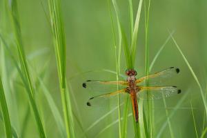 Bruine korenbout - Libellula fulva