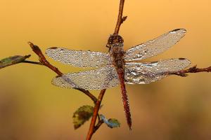 Bruinrode heidelibel - Sympetrum striolatum