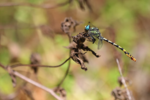 Donkere tanglibel - Onychogomphus assimilis