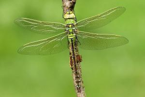 Grote keizerlibel - Anax imperator